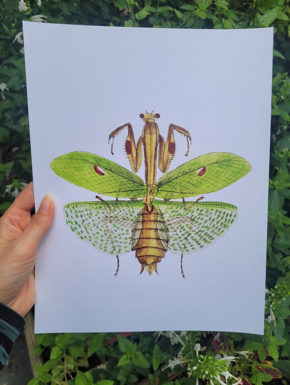 Green and Brown Mantis Decor Art Print
